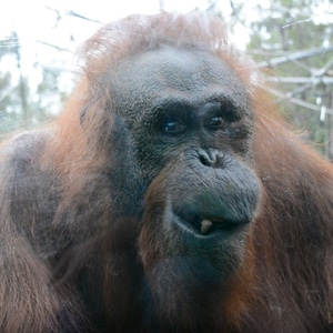 sm_orangutan2 Monkey Business
